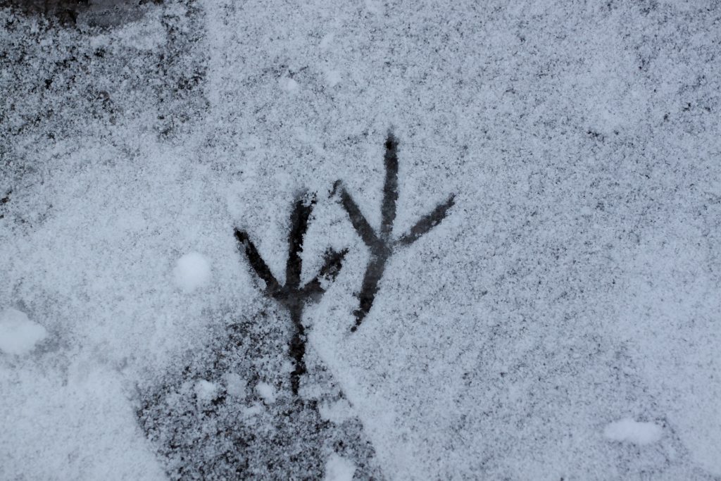 Die Fußspuren eines Reihers auf Schnee